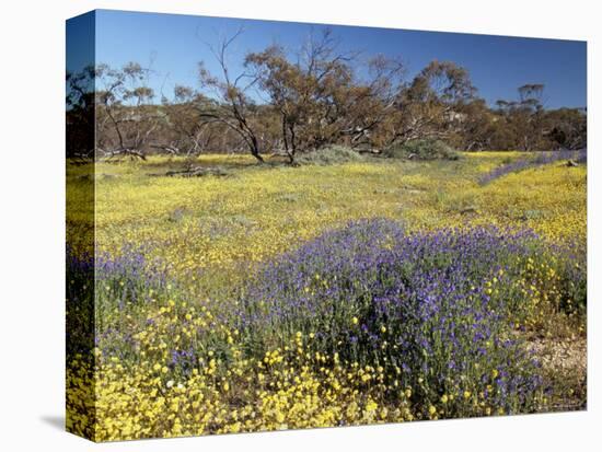 Carpet of Spring Flowers, Mullewa, Western Australia, Australia-Steve & Ann Toon-Premier Image Canvas