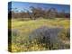 Carpet of Spring Flowers, Mullewa, Western Australia, Australia-Steve & Ann Toon-Premier Image Canvas