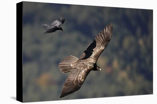 Carrion crow (Corvus corone corone) mobbing Lammergeier (Gypaetus barbatus) Spain-Markus Varesvuo-Premier Image Canvas