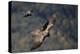 Carrion crow (Corvus corone corone) mobbing Lammergeier (Gypaetus barbatus) Spain-Markus Varesvuo-Premier Image Canvas