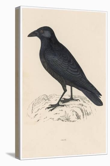 Carrion Crow-Reverend Francis O. Morris-Premier Image Canvas