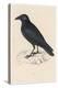 Carrion Crow-Reverend Francis O. Morris-Premier Image Canvas