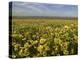 Carrizo I-Mark Geistweite-Premier Image Canvas