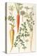 Carrot, Parsnip and Parsley-Elizabeth Rice-Premier Image Canvas