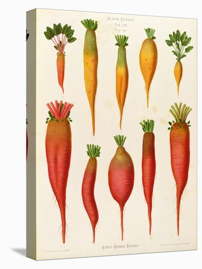Carrots and Turnips: from the "Album Benary" Tab. XIV-G. Severeyns-Premier Image Canvas