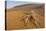 Cartwheeling spider (Carparachne sp.) in desert, Swakopmund, Namibia-Emanuele Biggi-Premier Image Canvas