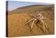 Cartwheeling spider (Carparachne sp.) in desert, Swakopmund, Namibia-Emanuele Biggi-Premier Image Canvas