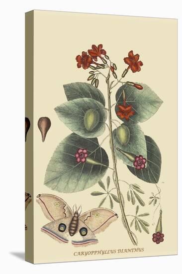 Caryophyllus - Dianthus and Moth-Mark Catesby-Stretched Canvas