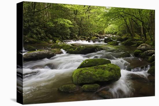 Cascading Creek, Great Smoky Mountains National Park, Tennessee, USA-null-Premier Image Canvas