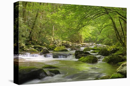 Cascading Creek, Great Smoky Mountains National Park, Tennessee, USA-null-Premier Image Canvas