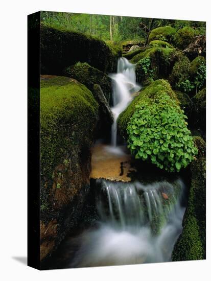 Cascading Stream in Great Smoky Mountains-Ron Watts-Premier Image Canvas