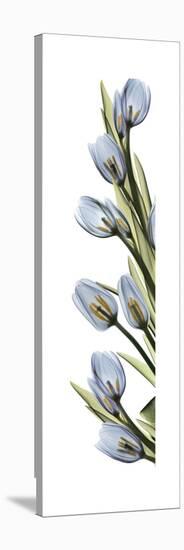 Cascading Tulips-Albert Koetsier-Stretched Canvas