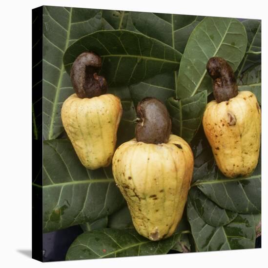 Cashew Nuts, Thailand-Russell Gordon-Premier Image Canvas