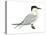 Caspian Tern (Hydroprogne Caspia), Birds-Encyclopaedia Britannica-Stretched Canvas