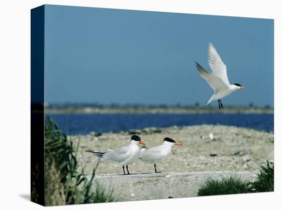 Caspian Terns, Breeding Colony on Island in Baltic Sea, Sweden-Bengt Lundberg-Premier Image Canvas