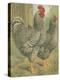 Cassell's Roosters II-Cassel-Stretched Canvas