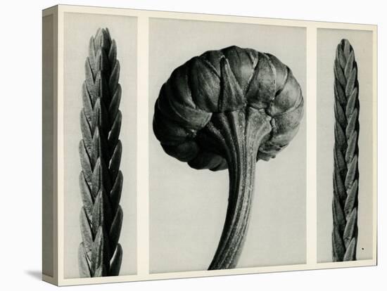 Cassiope Tetragona. 1929 (Photogravure)-Karl Blossfeldt-Premier Image Canvas