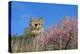 Castle Ruin Coraidelstein, Blooming Peach Trees-Uwe Steffens-Premier Image Canvas