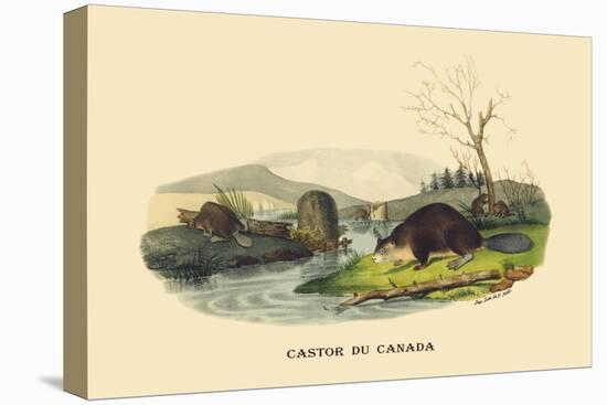 Castor du Canada-E.f. Noel-Stretched Canvas
