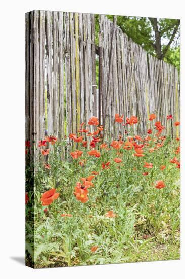 Castroville, Texas, USA. Poppies and wooden fence in the Texas Hill Country.-Emily Wilson-Premier Image Canvas