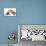 Cat and Dog, British Kitten and English Bulldog Puppy-Lilun-Premier Image Canvas displayed on a wall