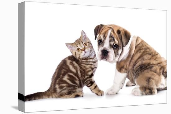 Cat and Dog, British Kitten and English Bulldog Puppy-Lilun-Premier Image Canvas