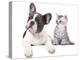 Cat and Dog, British Kitten and  French Bulldog Puppy-Lilun-Premier Image Canvas