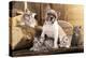 Cat And Dog, British Kittens And French Bulldog Puppy In Retro Background-Lilun-Premier Image Canvas