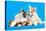 Cat and Dog, Cat Maine Coon and Corgi Puppy-Lilun-Premier Image Canvas