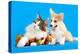 Cat and Dog, Cat Maine Coon and Corgi Puppy-Lilun-Premier Image Canvas