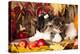 Cat And Dog, Kitten And Puppy-Lilun-Premier Image Canvas
