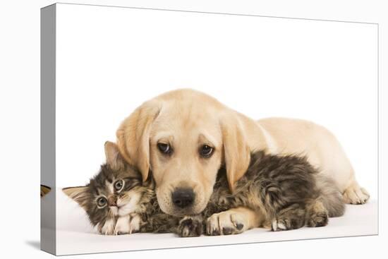 Cat and Dog Labrador Puppy and Norwegian Forest Cat Kitten-null-Premier Image Canvas