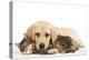 Cat and Dog Labrador Puppy and Norwegian Forest Cat Kitten-null-Premier Image Canvas