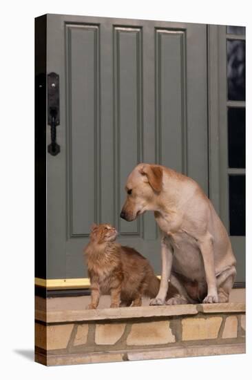 Cat and Labrador Sitting on Front Step-DLILLC-Premier Image Canvas