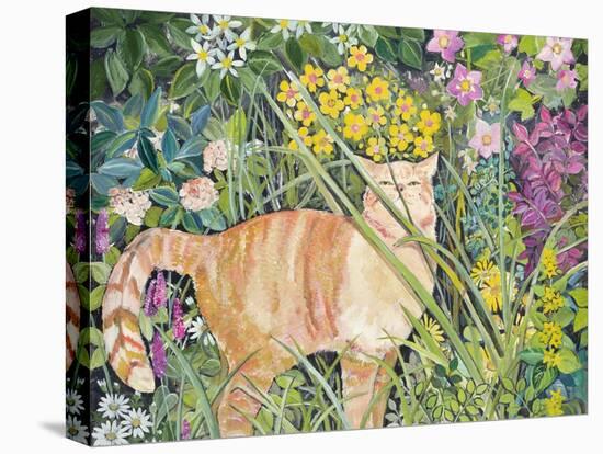 Cat and Long Grass, 1996-Hilary Jones-Premier Image Canvas