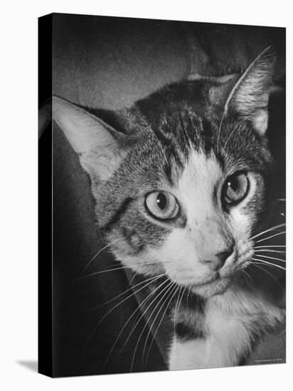 Cat Being Used by Scientists Conducting Psychology Testing at Brooklyn College-Nina Leen-Premier Image Canvas