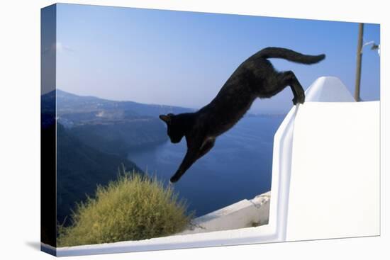 Cat- Black, Jumping Off Wall-null-Premier Image Canvas