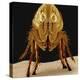 Cat Flea-null-Premier Image Canvas