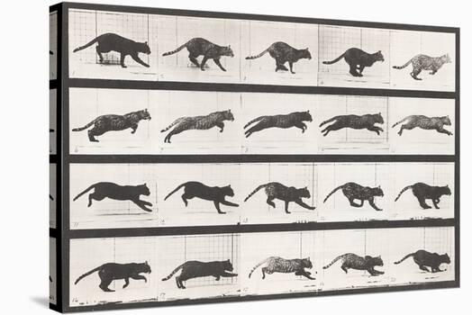 Cat Galloping' Stretched Canvas Print - Eadweard Muybridge Cat Galloping' Stretched Canvas Print - Eadweard Muybridge