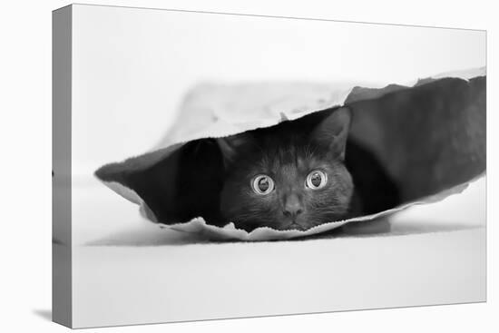 Cat in a Bag-Jeremy Holthuysen-Premier Image Canvas