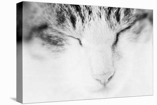 Cat, Japan-Panoramic Images-Premier Image Canvas