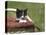 Cat, Lemgo, Germany-Thorsten Milse-Premier Image Canvas