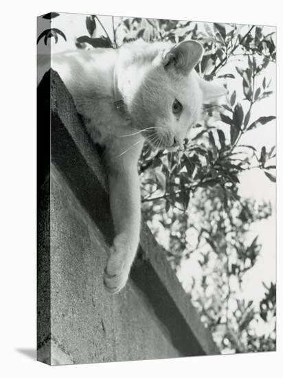 Cat Owned by Olympic Track Star Harold Connoly and Family-Bill Eppridge-Premier Image Canvas