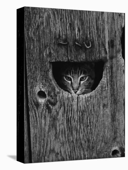 Cat Peeking Out from Barn-Josef Scaylea-Premier Image Canvas