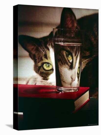 Cat Peering Into Glass Reflects Its Image in Reverse, Creating Perfect Example of Light Refraction-Nina Leen-Premier Image Canvas