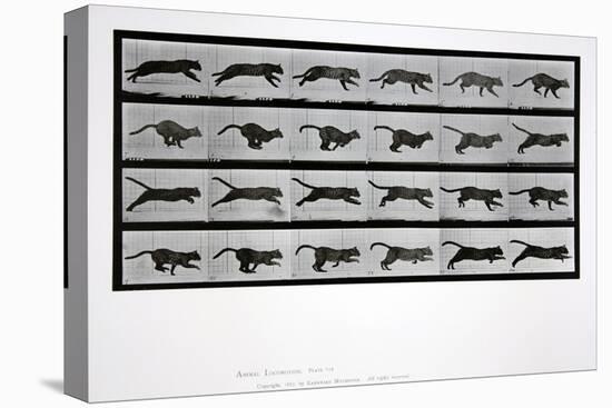 Cat Running, Plate 720 from 'Animal Locomotion', 1887-Eadweard Muybridge-Premier Image Canvas