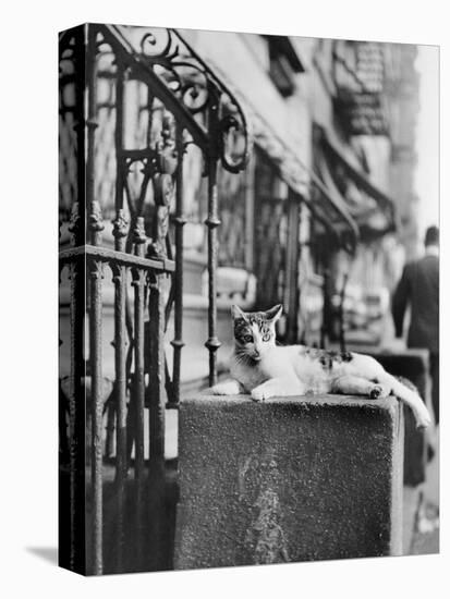 Cat Sitting Atop City Stoop-Bettmann-Premier Image Canvas