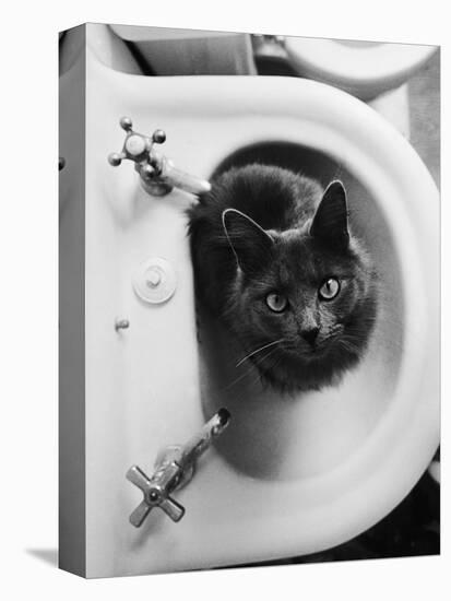 Cat Sitting In Bathroom Sink-Natalie Fobes-Premier Image Canvas