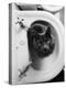 Cat Sitting In Bathroom Sink-Natalie Fobes-Premier Image Canvas