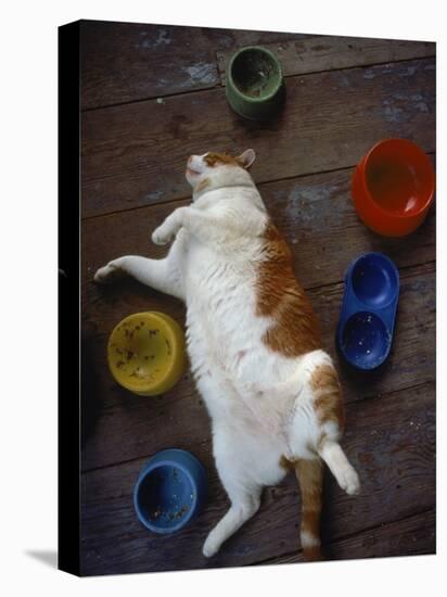 Cat Sleeping on its Back-Chris Rogers-Premier Image Canvas